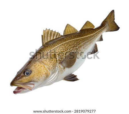A Full Body Cod Fish Ultra Realistic Cold Water F Isolated On White Background