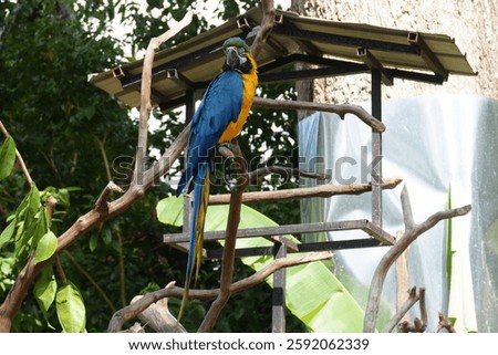 Full body of colorful yellow and blue feather parrot sitting on dry tree