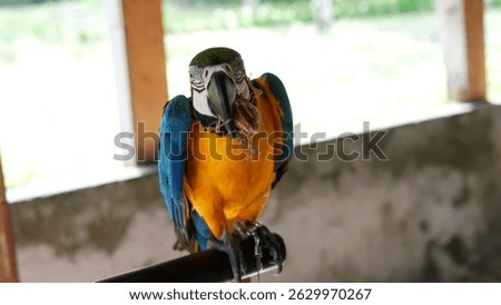 Full body of colorful yellow and blue feather parrot sitting on branch