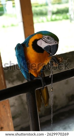 Full body of colorful yellow and blue feather parrot sitting on branch