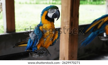 Full body of colorful yellow and blue feather parrot sitting on branch