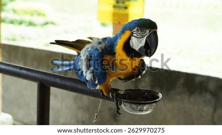 Full body of colorful yellow and blue feather parrot sitting on branch