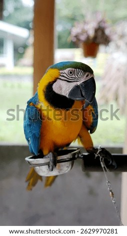 Full body of colorful yellow and blue feather parrot sitting on branch