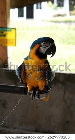 Full body of colorful yellow and blue feather parrot sitting on branch