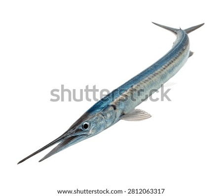 A Full Body Cornetfish Displaying An Extremely Lon Isolated On White Background