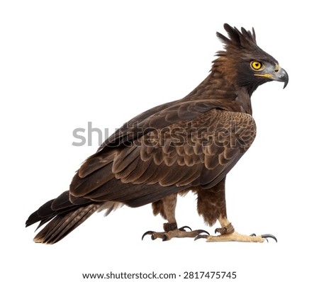 A Full Body Crested Eagle Bird Featuring Rich Dark Isolated On White Background