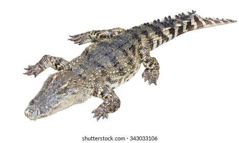 Full Body Crocodile Isolated On White Stock Photo 343033106 | Shutterstock