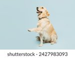 Full body cute adorable lovely purebred golden retriever Labrador dog raise up paw isolated on plain pastel light blue background studio portrait. Taking care about animal pet, canine breed concept