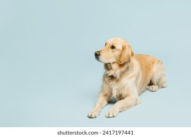 Full body cute adorable lovely purebred golden retriever Labrador dog laying down isolated on plain pastel light blue background studio portrait. Taking care about animal pet, canine breed concept - Powered by Shutterstock