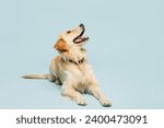 Full body cutie adorable lovely purebred golden retriever Labrador dog laying down isolated on plain pastel light blue background studio portrait. Taking care about animal pet, canine breed concept