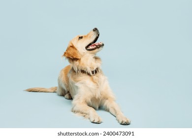 Full body cutie adorable lovely purebred golden retriever Labrador dog laying down isolated on plain pastel light blue background studio portrait. Taking care about animal pet, canine breed concept - Powered by Shutterstock