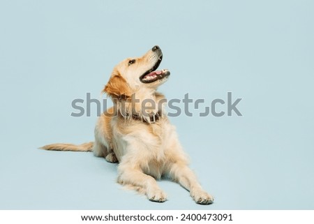 Full body cutie adorable lovely purebred golden retriever Labrador dog laying down isolated on plain pastel light blue background studio portrait. Taking care about animal pet, canine breed concept
