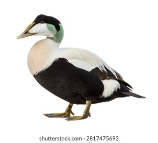 A Full Body Eider Bird Displaying Bold Black And W Isolated On White Background