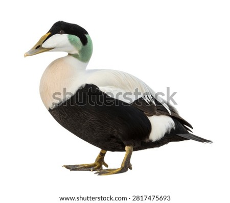 A Full Body Eider Bird Displaying Bold Black And W Isolated On White Background