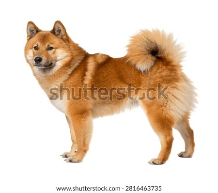 A Full Body Eurasier Dog With A Medium Sturdy Buil Isolated On White Background