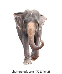 full body face of asian elephant isolated white background