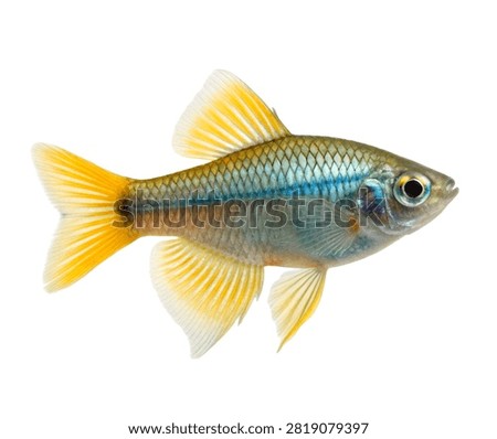 A Full Body Forktail Rainbowfish Fish Ultra Reali Isolated On White Background