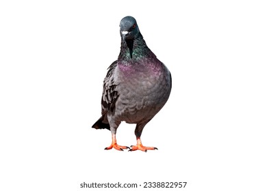 Full Body fornt view of pigeon bird standing and walking isolate on white background with clipping path, gray pigeon
