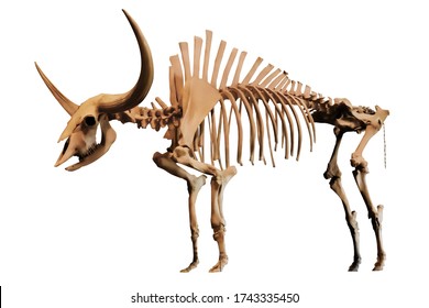 Full body fossil of Bison Latifrons, Giant Bison or Ice Age Bison, isolated on white background. Clipping path. About 25% to 50% larger than modern bison.