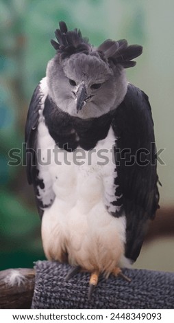 Full Body of Harpy Eagle