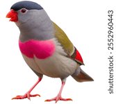 A full body HD Size Java Sparrow with pure white background