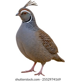 A full body HD Size Gambel’s Quail with pure white background
