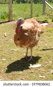 A Full Body Image Of A Bourbon Red Tom Turkey.