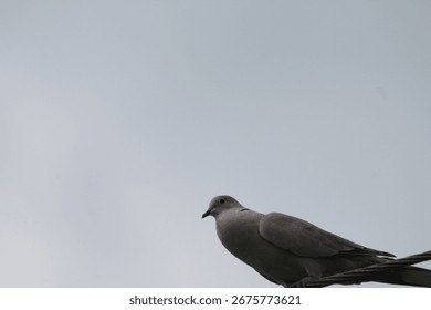 Full body image of an eurasian collared dove (Streptopelia decaocto) sitting on a wire. Common bird with vibrant red eye. Beautiful wild dove sitting at wire with blue sky background. Czechia.
