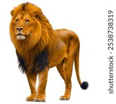 A full body lion HD with pure white background.