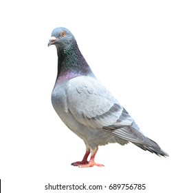 149,770 Pigeon white background Images, Stock Photos & Vectors ...