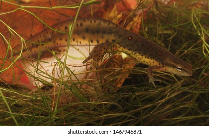 A full body photo of a male Eastern Newt (Notophthalmus viridescens) swimming in the water.  The enlarged hind legs and wide keeled tail are characteristics of reproductive males. 