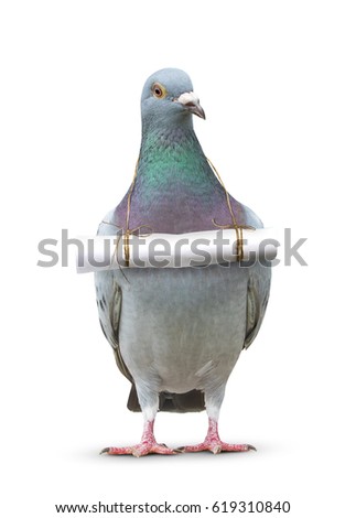 full body of pigeon bird and paper letter message hanging on breast for media ,pres and communication theme