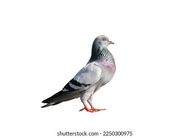 Full body of pigeon racing pigeon isolated white background.