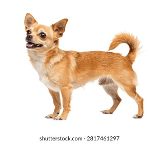 A Full Body Pixie Dog Adorable Small Adult Dog St Isolated On White Background
