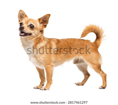 A Full Body Pixie Dog Adorable Small Adult Dog St Isolated On White Background
