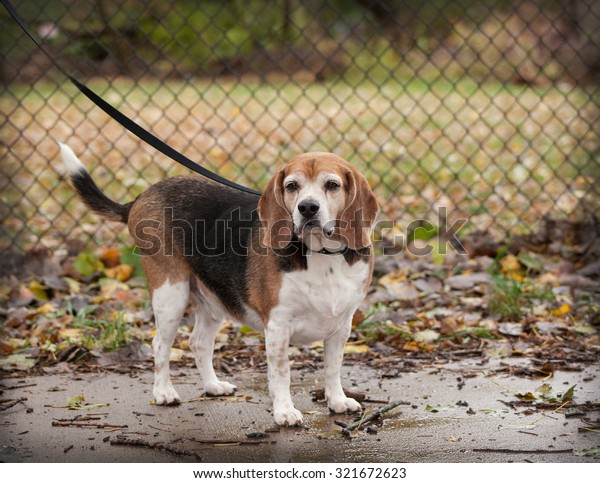 dog body chain