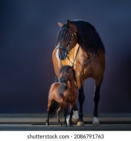 Full body portrait of big bay Spanish horse and tiny American miniature horse. Concept about communicating of different animals.
