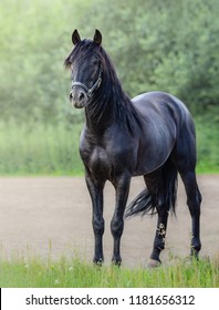 Full body portrait of black Andalusian horse standing.  