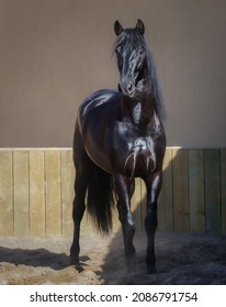 Full body portrait of black Spanish stallion stand in paddock.