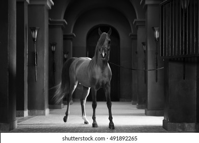 Full Body Portrait of Chestnut Arabian Stallion Portrait in Arched Stable