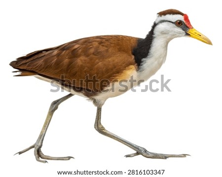 A full body profile view of a comb-crested jacana bird isolated on white transparent background.
