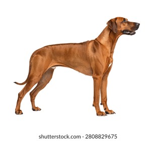Full Body Rhodesian Ridgeback Side Angle Closed M Isolated On White Background
