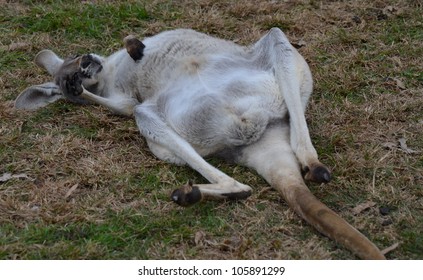 Full body shot of an Australian Grey Kangaroo sleeping