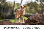 Full body shot of Dingo in Australia looking straight towards the camera.