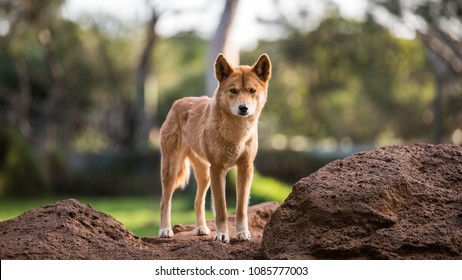 Dingo Hd Stock Images Shutterstock