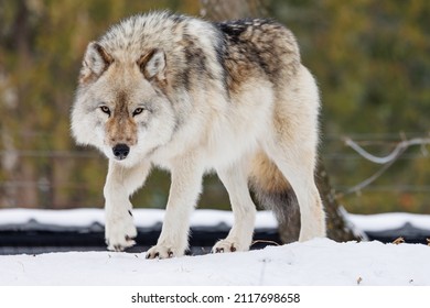 Full body shot of a grey wolf staring into the camera as it slowly walks through the fresh snow