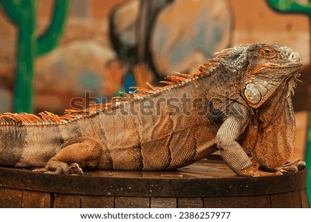 Full body shot of a red iguana with a very cool bokeh background suitable for use as wallpaper, animal education, image editing material and others.