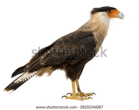 Full body side view of a crested caracara isolated on white transparent background.