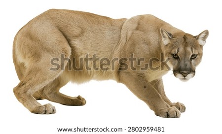 Full body side view of a crouching mountain lion with tan fur