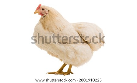 Full body side view of a fluffy white chicken with a red comb